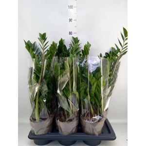 Zamioculcas zamiifolia