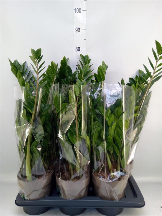 <h4>Zamioculcas zamiifolia</h4>