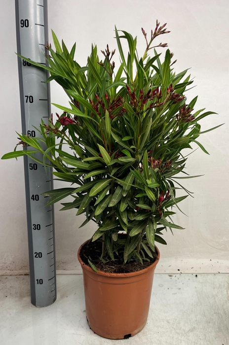 <h4>NERI OLEANDER</h4>