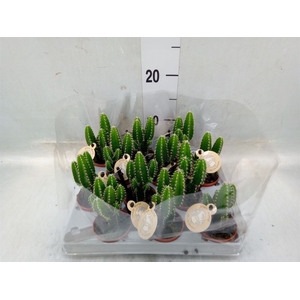 Cereus   ...