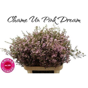 Chame Un Pink Dream