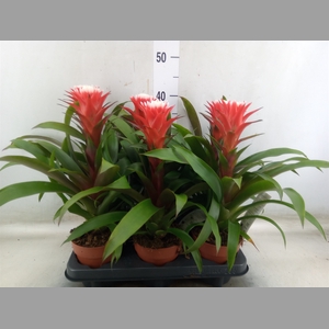 Guzmania  'Hope'