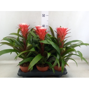 Guzmania  'Hope'