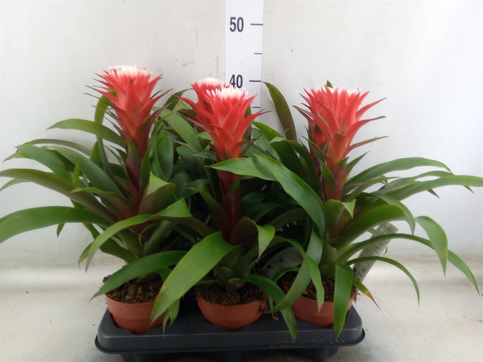 <h4>Guzmania  'Hope'</h4>