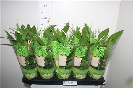 <h4>Spath Alana 5+</h4>