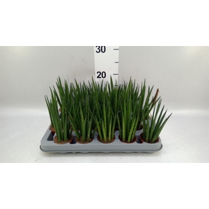 Sansevieria bacularis