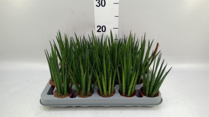 <h4>Sansevieria bacularis</h4>