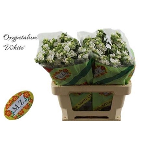 Oxy Co Perf White Harm