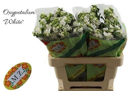 <h4>Oxy Co Perf Whi Harm</h4>