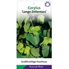 Corylus Purpurea