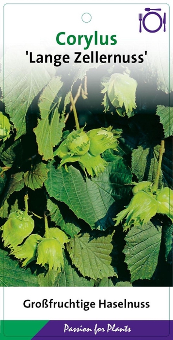 Corylus Purpurea