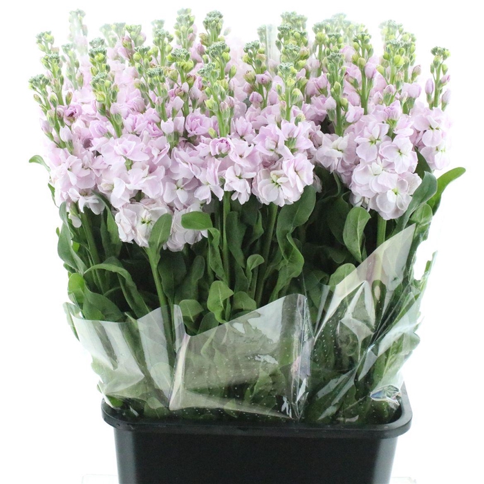 <h4>Matth Incana Iron Cherry Blossom</h4>