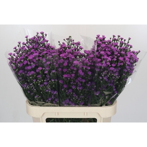 Aster Baby Pink