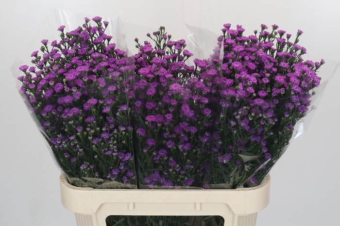 <h4>Aster Baby Pink</h4>