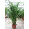 Chrysalidocarpus