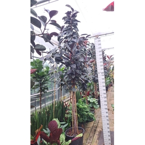 Ficus Elastica Abidjan multistam 380