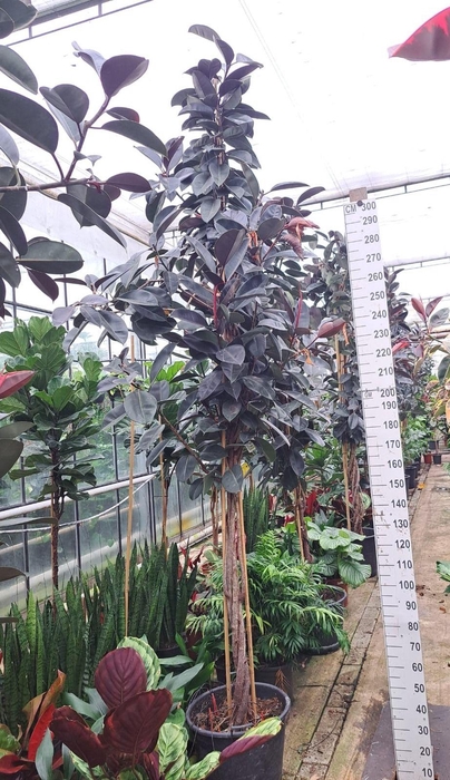<h4>Ficus Elastica Abidjan multistam 380</h4>