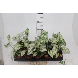 CALADIUM CANDIDUM JUNIOR P12