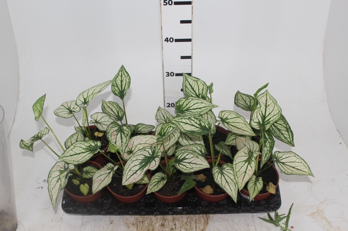 <h4>CALADIUM CANDIDUM JUNIOR P12</h4>