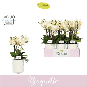 Phalaenopsis Multifloratypes overig wit
