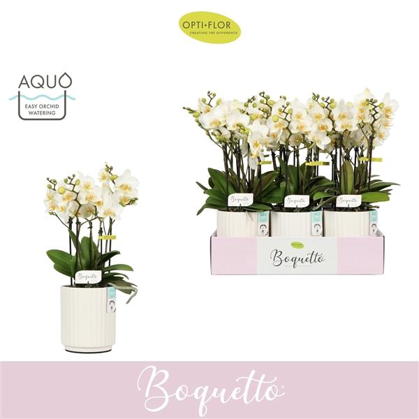 Phalaenopsis Multifloratypes overig wit