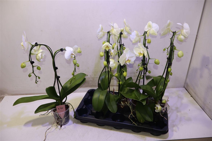 <h4>Phal Ov Wit</h4>