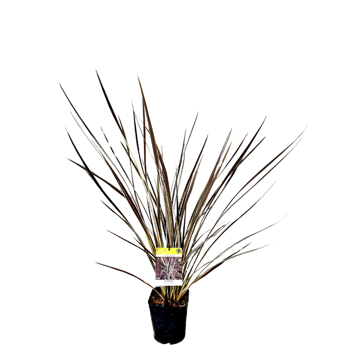 <h4>Cordyline australis 'Variegata'</h4>