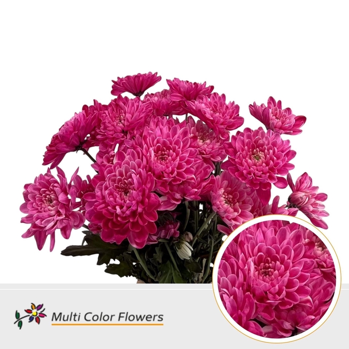 <h4>Chr. Tr DYED Pink Bright</h4>