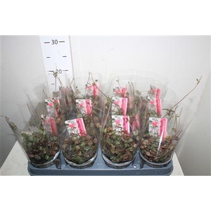 Ceropegia Woodii Sup