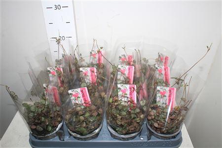 <h4>Ceropegia Woodii Sup</h4>