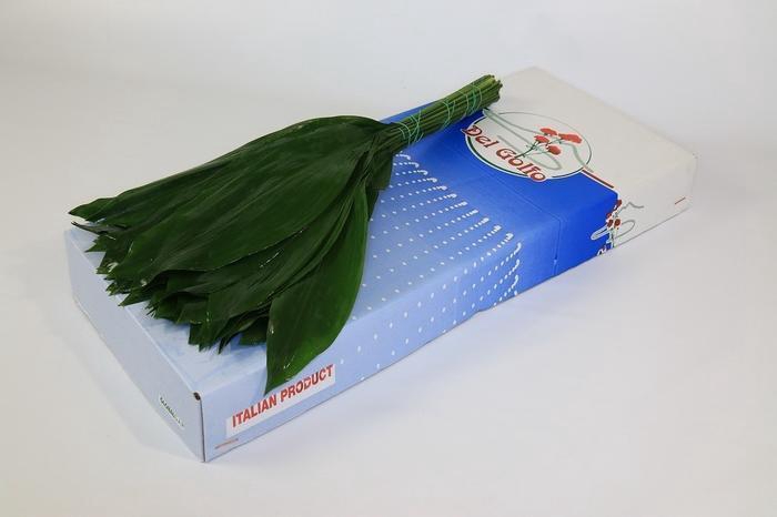 Aspidistra