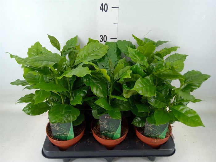 <h4>Coffea arabica</h4>