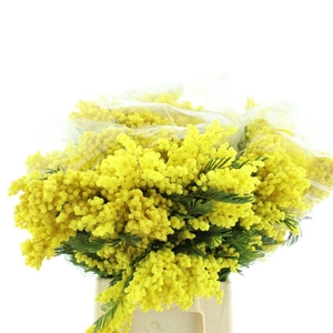 ACACIA BAILEYA BL BS