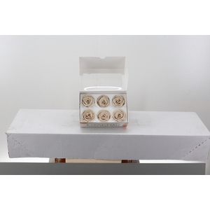 Rosa Preserved Sand