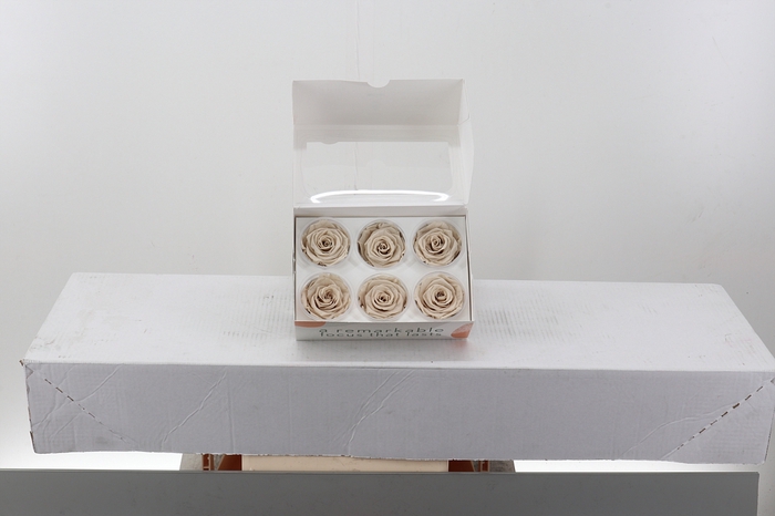 <h4>Rosa Preserved Sand</h4>