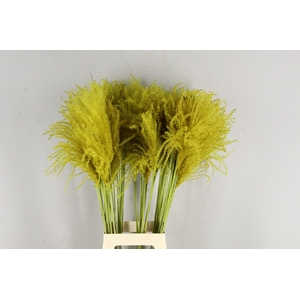 DF Miscanthus 90cm Ocher Yel.