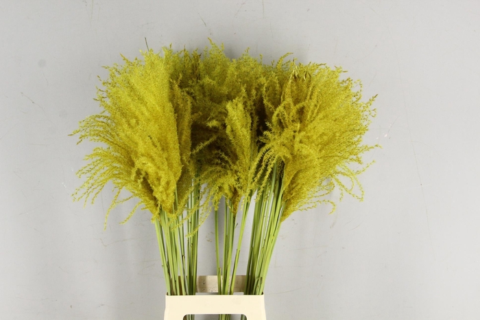 <h4>DF Miscanthus 90cm Ocher Yel.</h4>