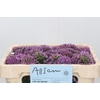 Allium Senescens