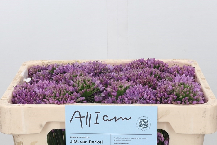 <h4>Allium Senescens</h4>
