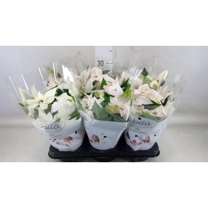 Euphorbia pulc. 'Princ Pearl'