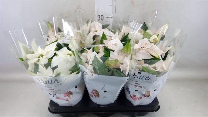 <h4>Euphorbia pulc. 'Princ Pearl'</h4>