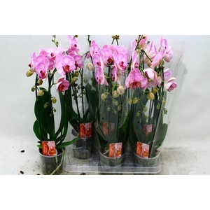 PHAL CASCADE ROSA 2 TAK