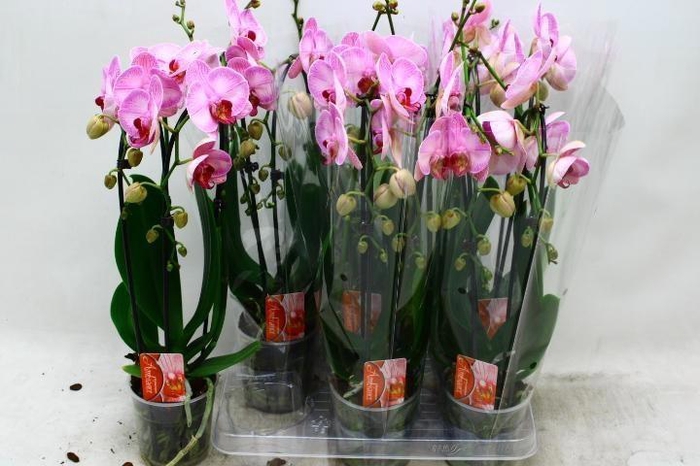 <h4>PHAL CASCADE ROSA 2 TAK</h4>
