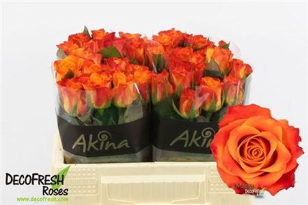 <h4>R Gr Mariyo!</h4>