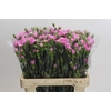 Dianthus Sp Yongo