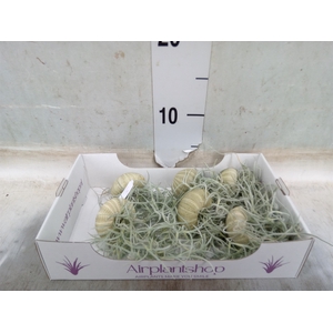Tillandsia usneoides