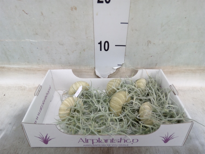 <h4>Tillandsia usneoides</h4>