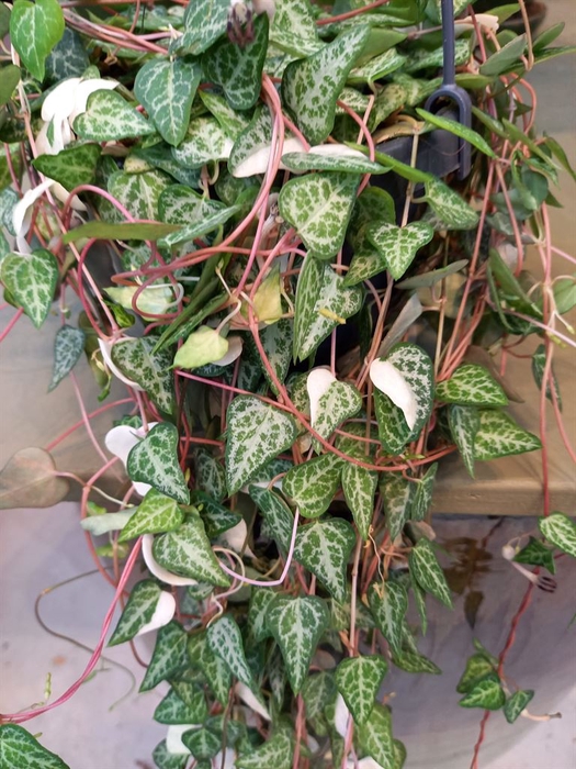 Ceropegia linearis 'Luuk'