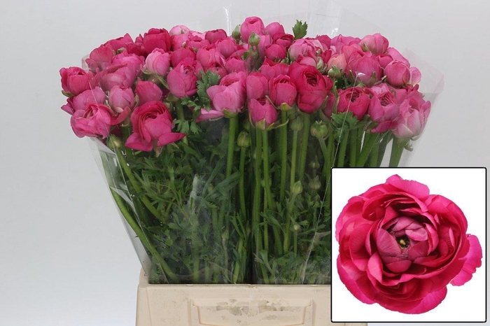 <h4>RAN EL HOT PINK</h4>