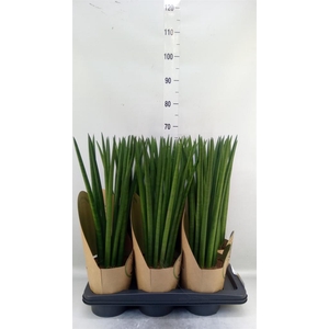 Sansevieria cyl.  ...